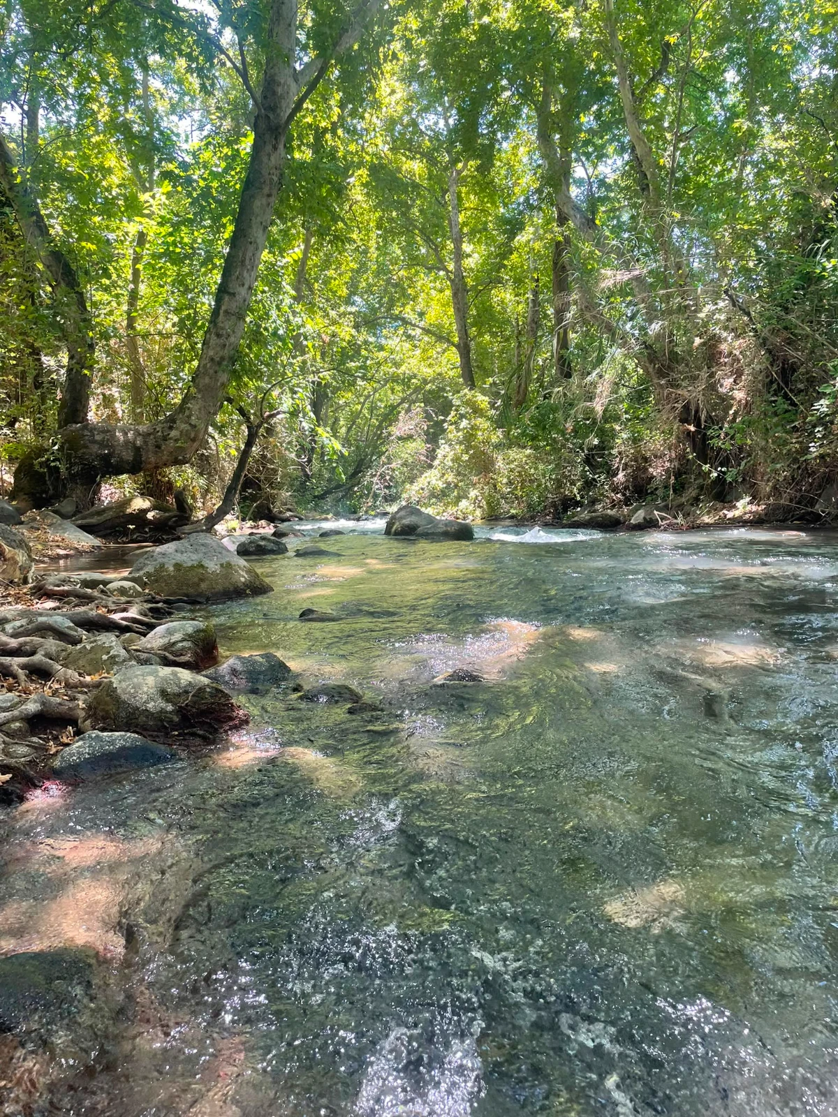 תמונה מתוך ריטריט קהילה וחיבורים בטבע.